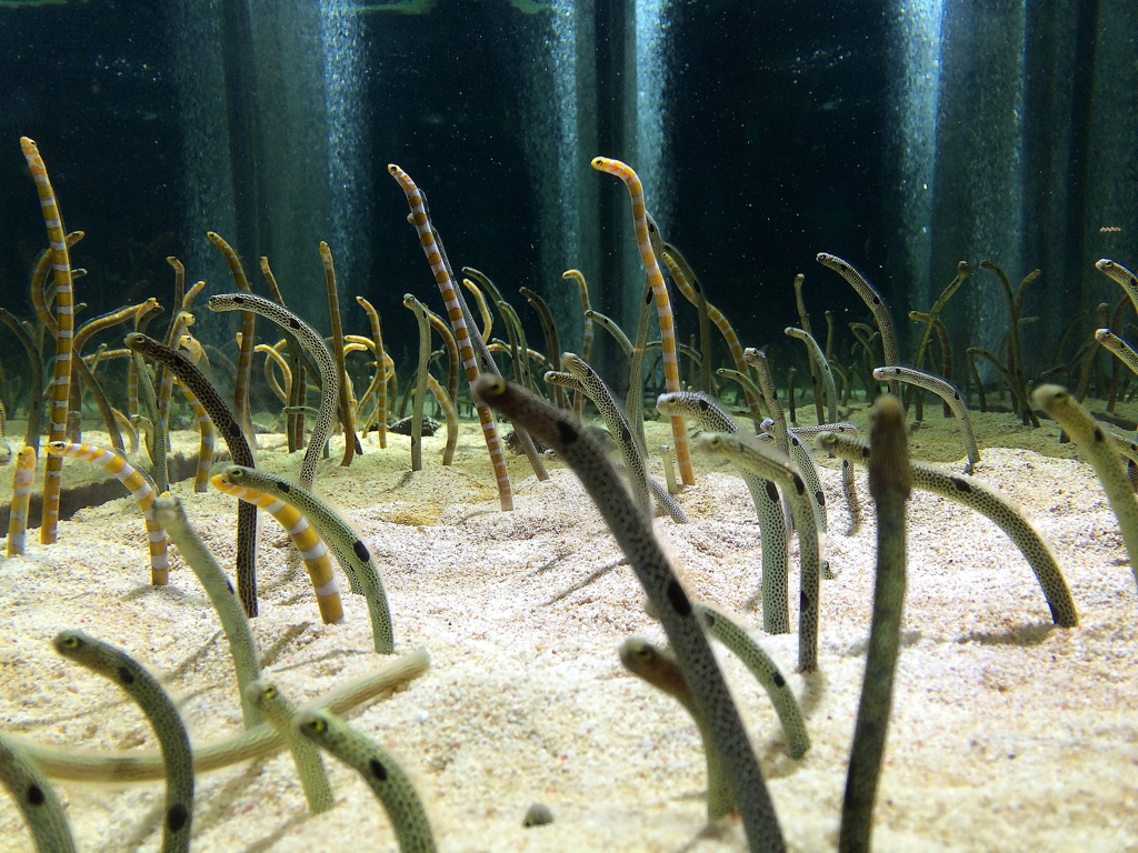 にょろにょろっとねっ