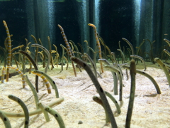 にょろにょろっとねっ