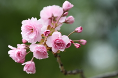 八重桜