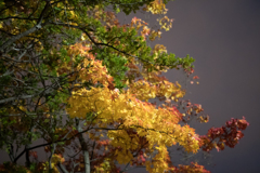 Night in autumn