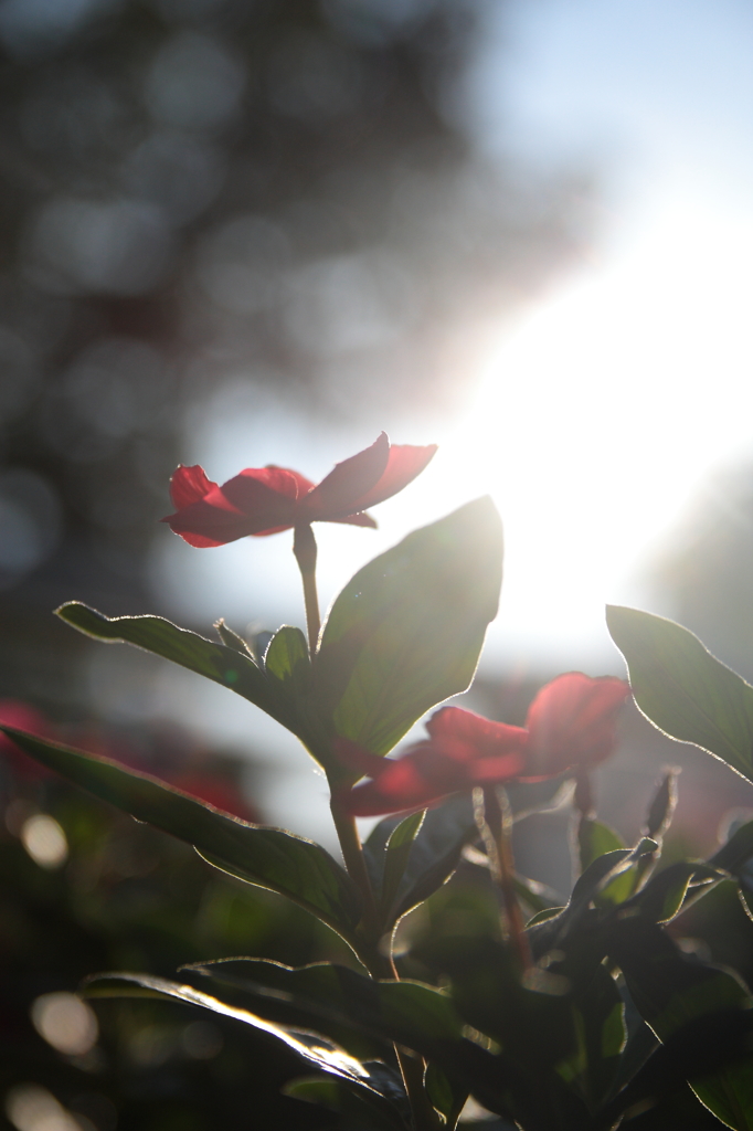 木漏れ日の花