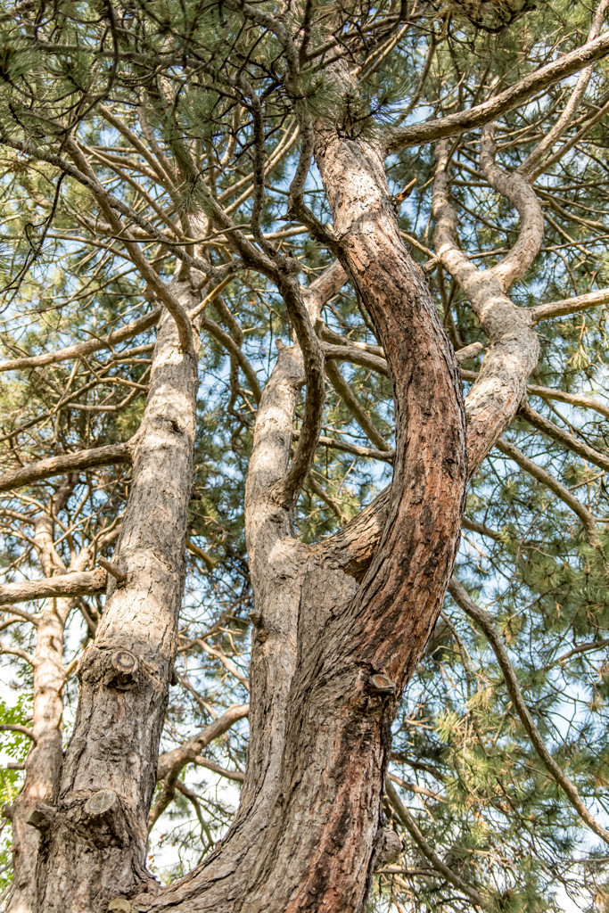 ひねくれの樹木