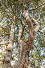 ひねくれの樹木