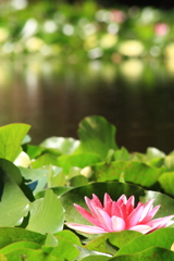 元気に頑張ってます。