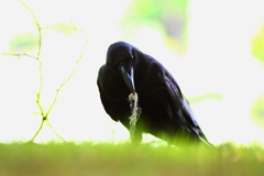 クラフトワーク