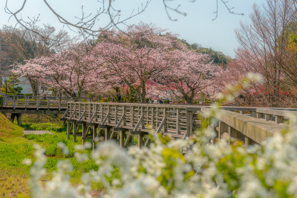 桜と橋