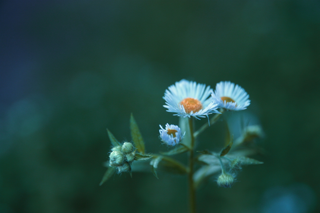 新しい仲間達ぞくぞくと・・・