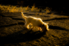 散犬の臭う