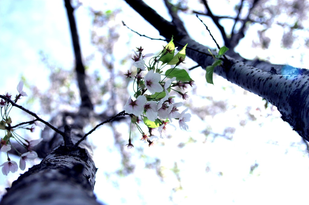 桜