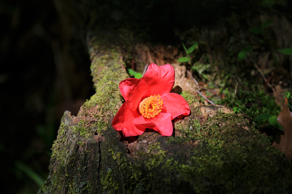 陰日向に咲く