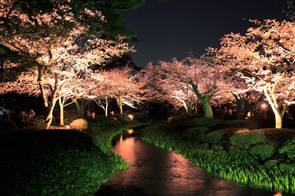 夜桜