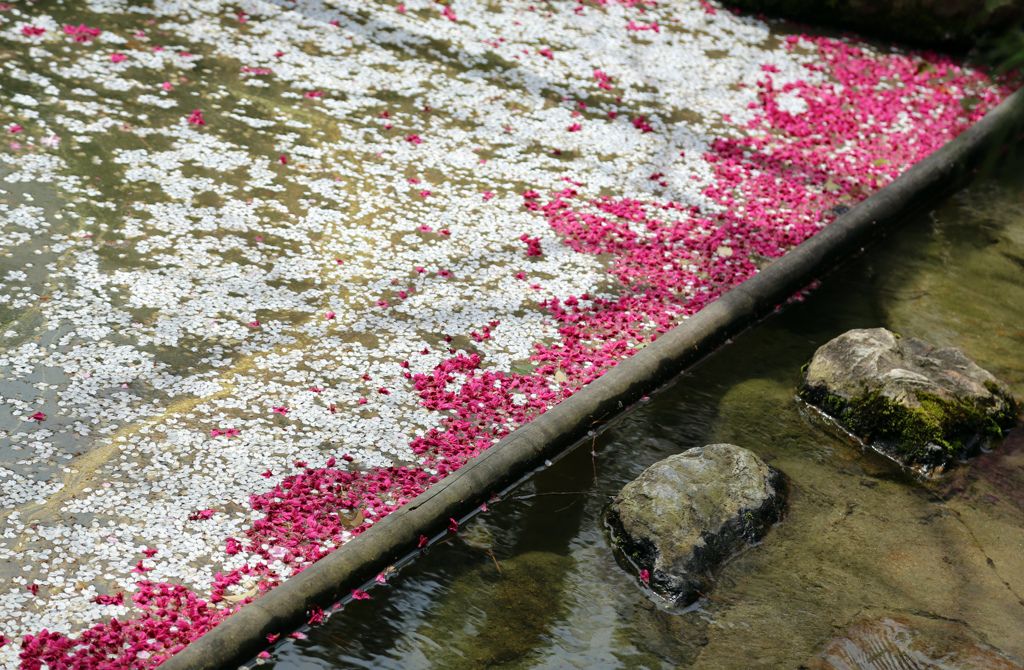 桜流し