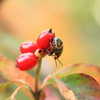 ハナミズキの実とカメムシ