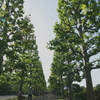 並木