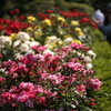 薔薇