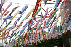 鯉のぼり