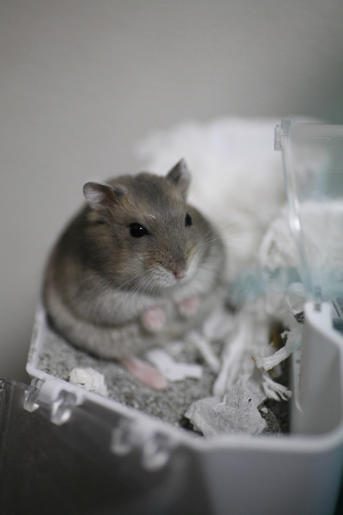 ハムスター