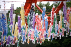 鯉のぼり