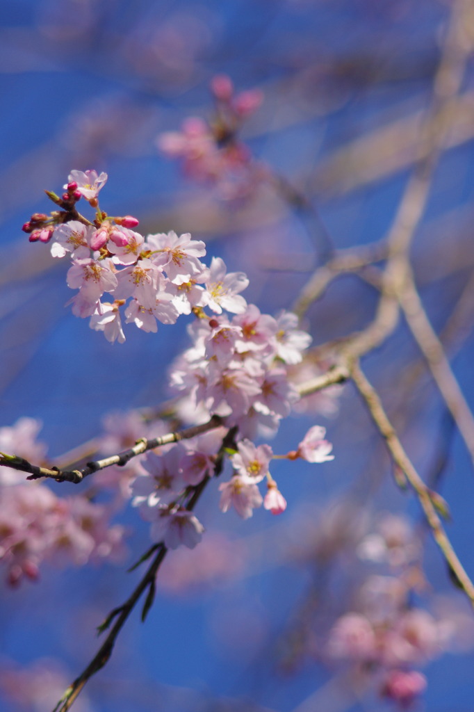 桜