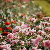薔薇