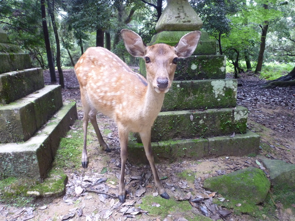 鹿さん