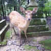 鹿さん
