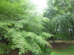 雨の中の自然
