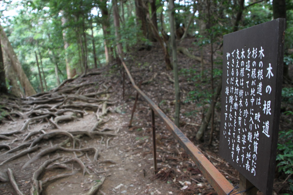 根の道