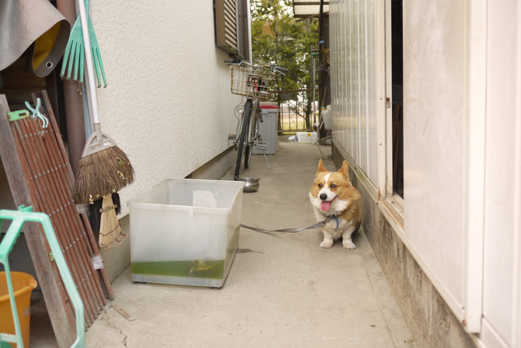 ワン