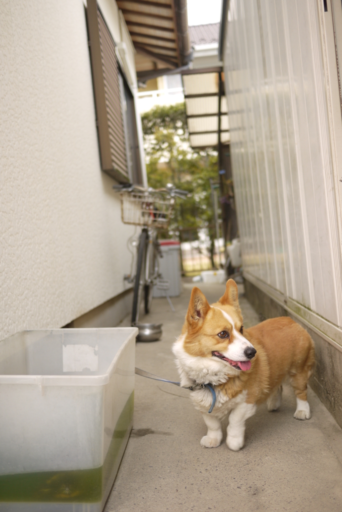 ワンワンワンワン