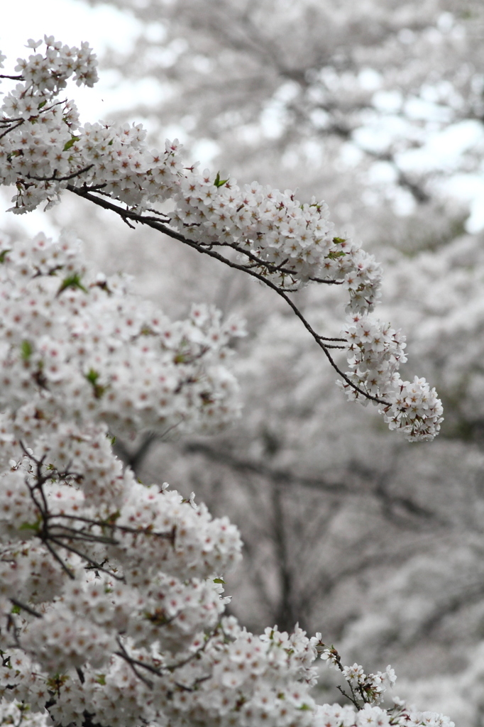 染井吉野