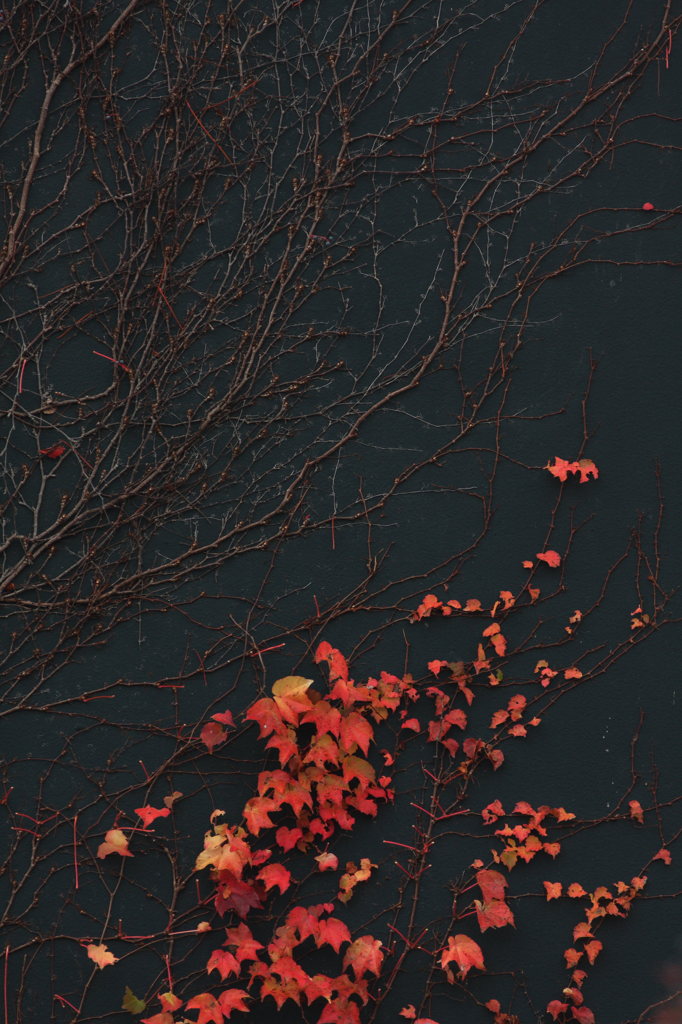蔦Ⅳ