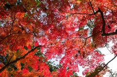 高野の紅