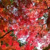高野の紅