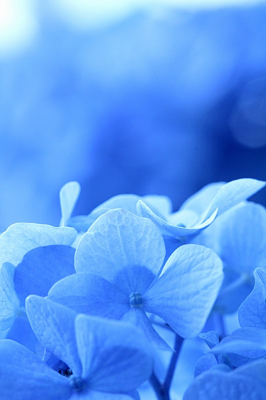 紫陽花