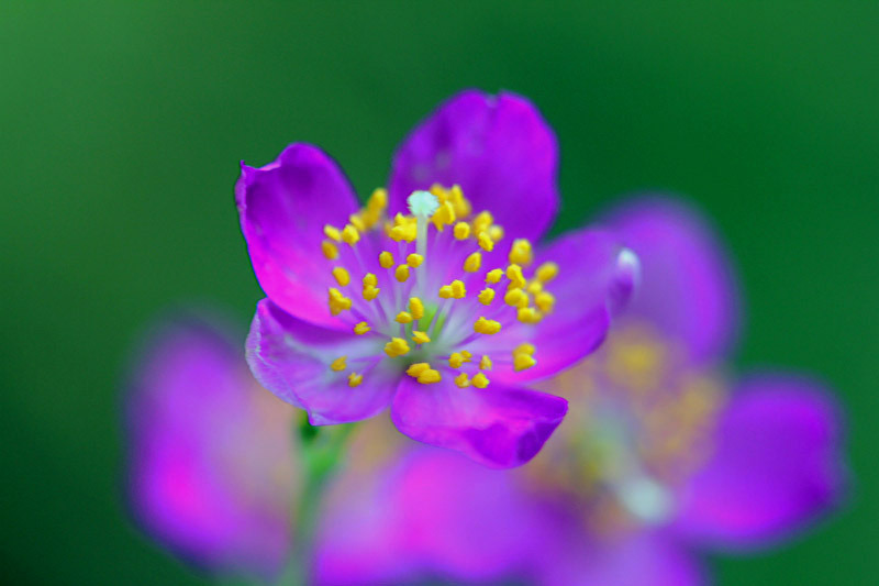 草花火