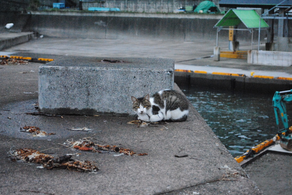 浜辺の猫