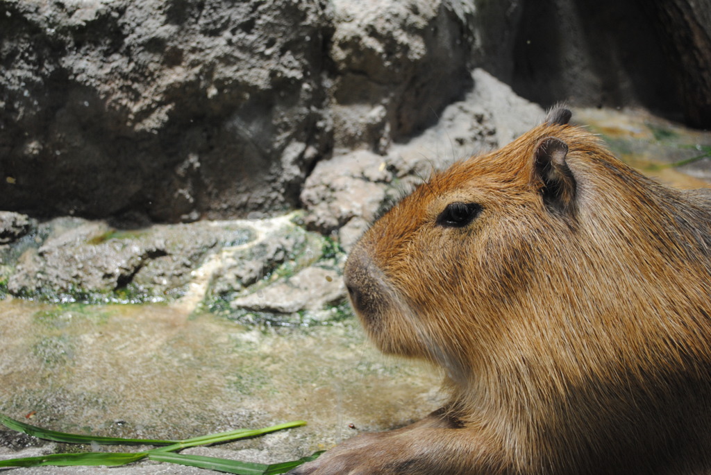 カピバラは水族館にいます。