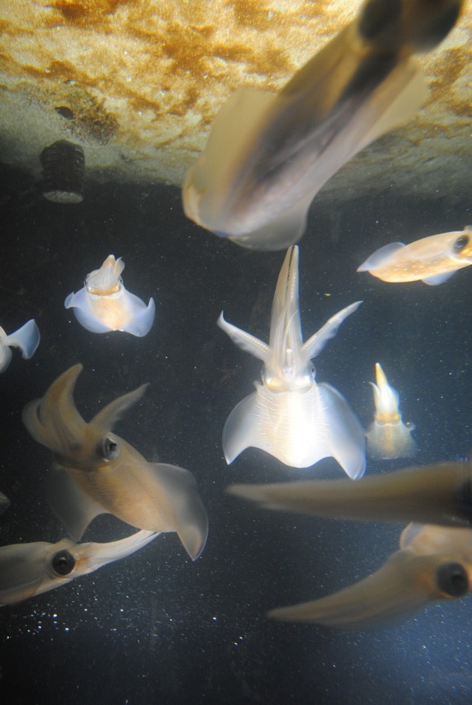 水族館