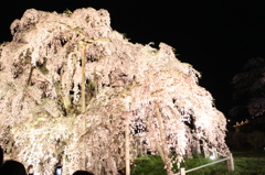 三春滝桜