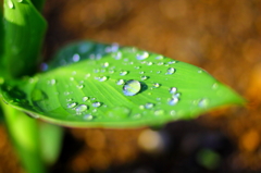 水玉