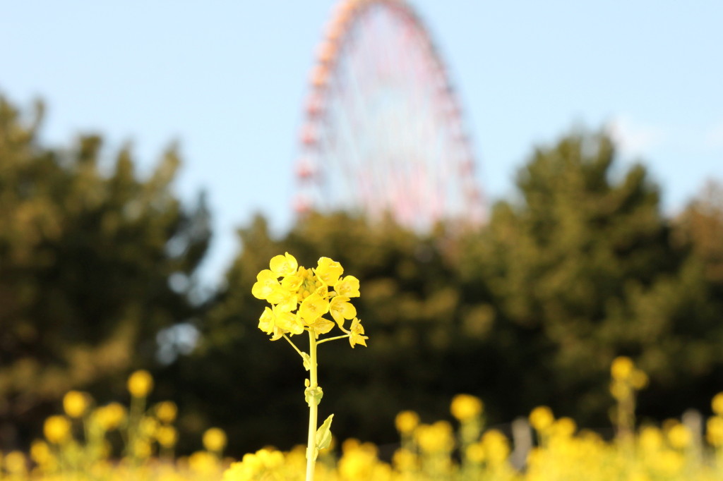 菜の花