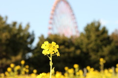 菜の花