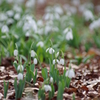 Snowdrop