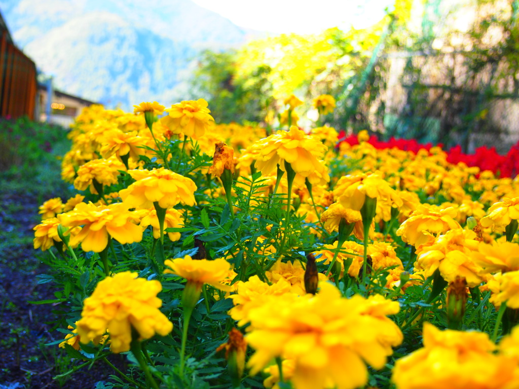 飛騨高山のお花