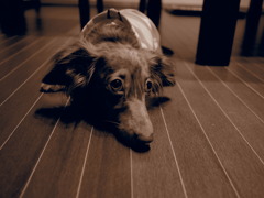 愛犬
