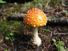 キノコの山