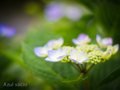 紫陽花
