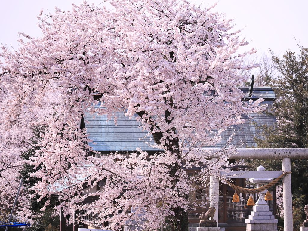 魚津神明社は雲の中