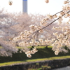 朝日町舟川べり